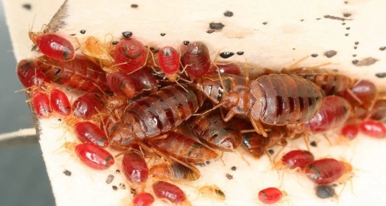 Beyond the Bite: The Strange Biology of Bedbugs